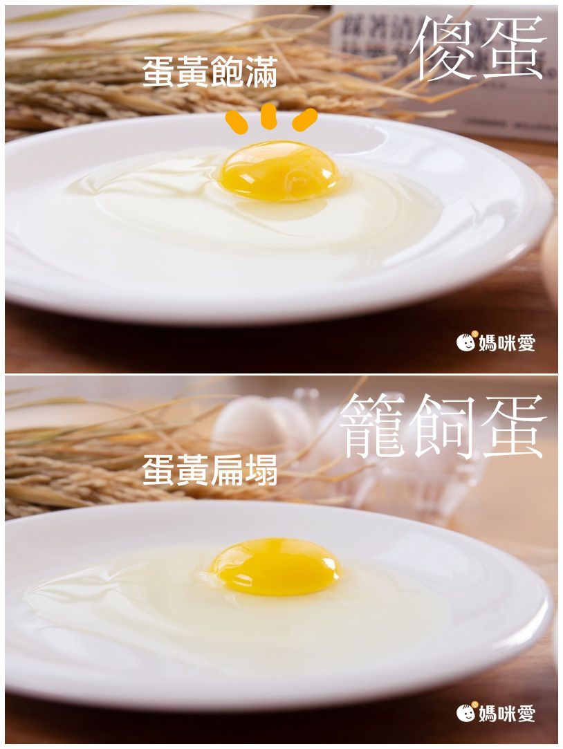 傻蛋-友善放牧蛋 - 紅羽土雞蛋-1箱/40顆