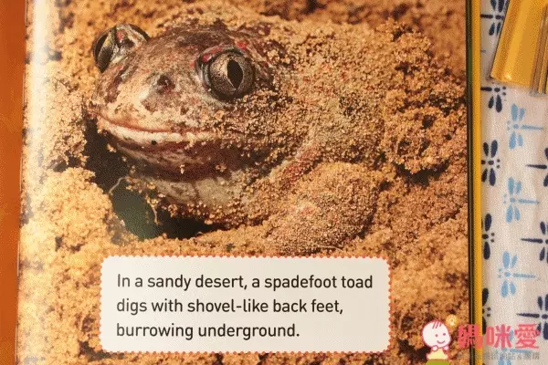 國家地理幼幼探險家套書