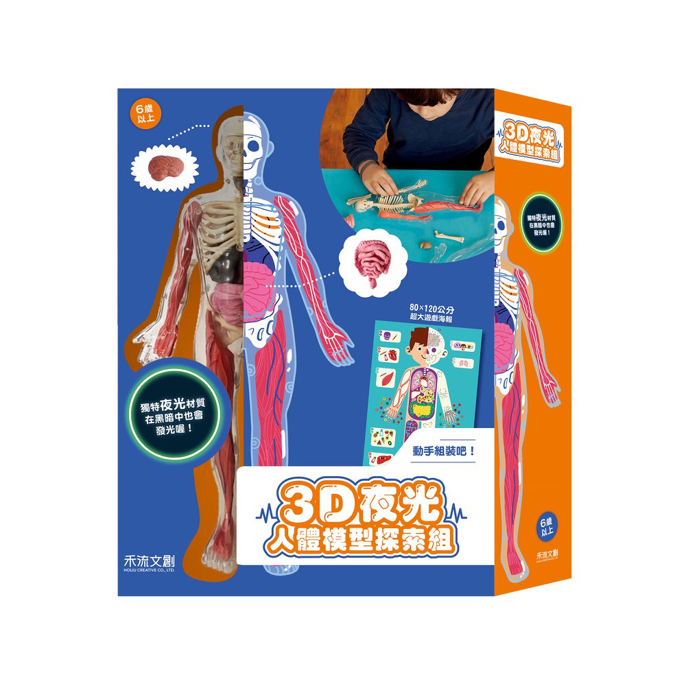 3D 夜光人體模型探索組