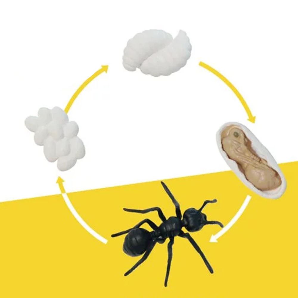 POKI - 生態遊戲系列-螞蟻生態