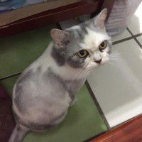 用戶頭像