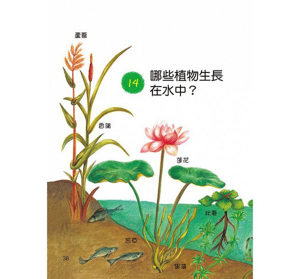 植物好奧妙-10萬個小知識(9)