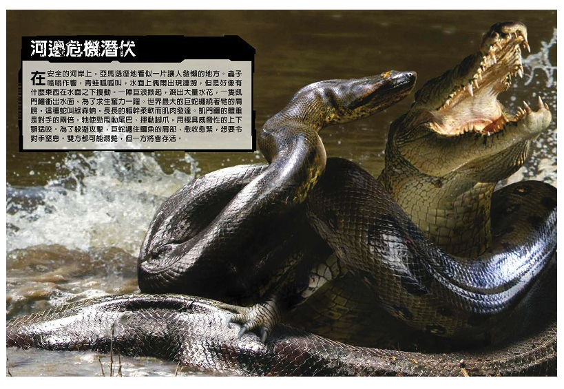 國家地理猛獸大對決：史上最凶猛的肉食動物擂臺賽 (精裝 /80頁 /全彩印刷)