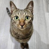 用戶頭像