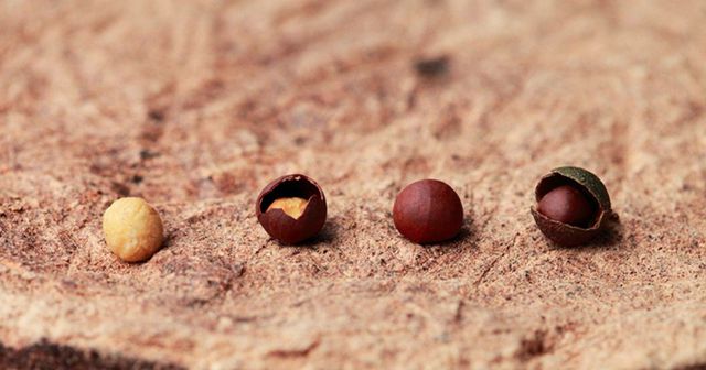 認識苦茶油，健康「油」你開始！
