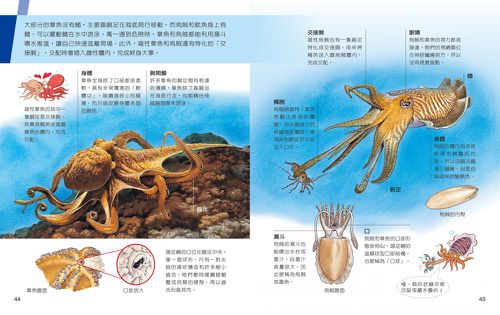 一樣不一樣：水生動物【A級福利品特惠】-全彩 (單本)-精裝
