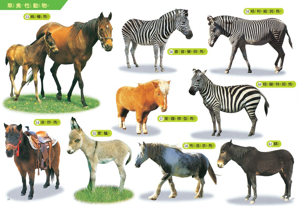 動物探索300：活力滿滿 超級觀察繪本  快樂兒童系列1-平裝