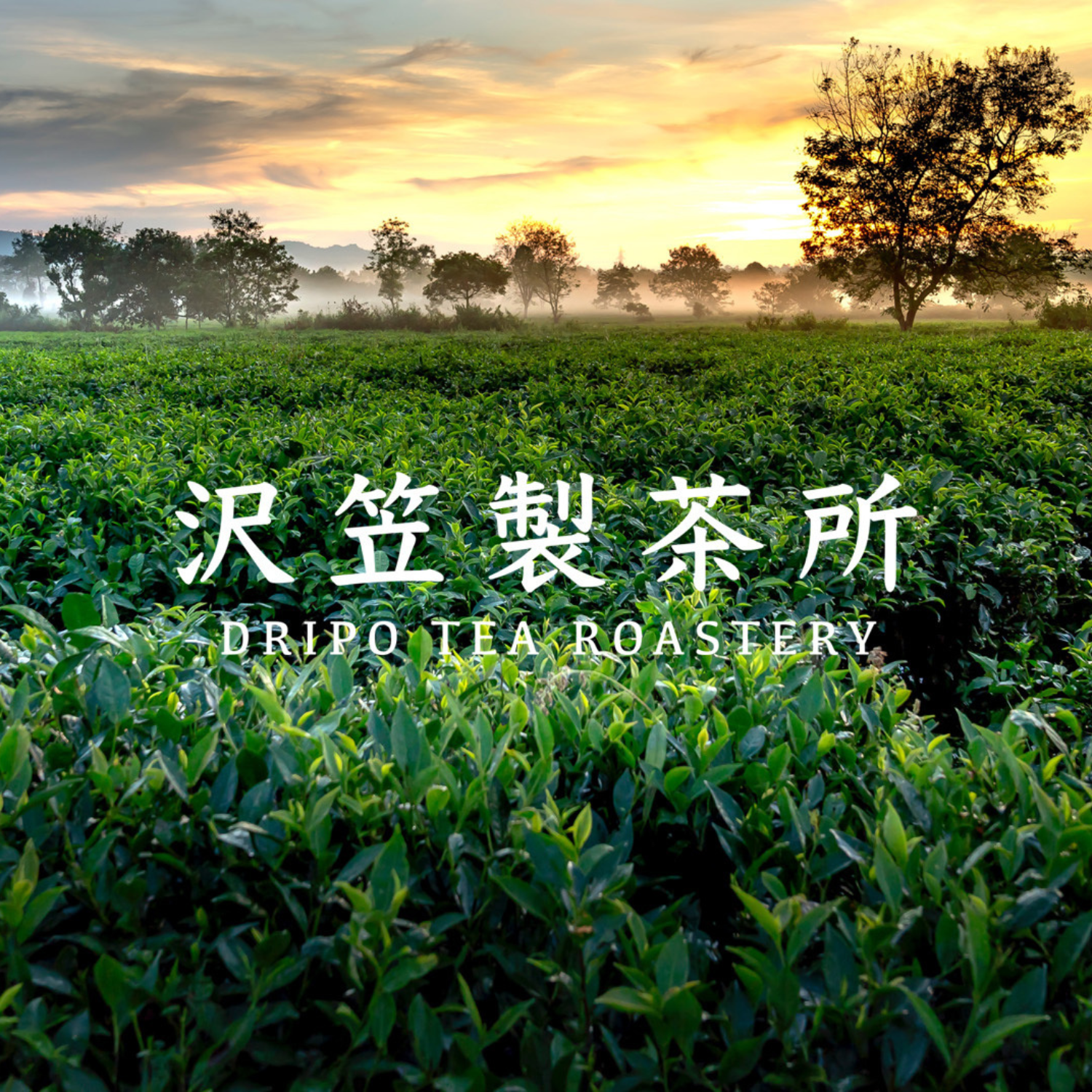 滿額贈好禮【Dripo】北海道紅茶牛乳/德國lighthouse氣泡飲