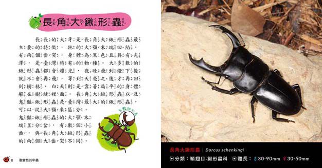 甲蟲小百科(全新小百科 正方形)