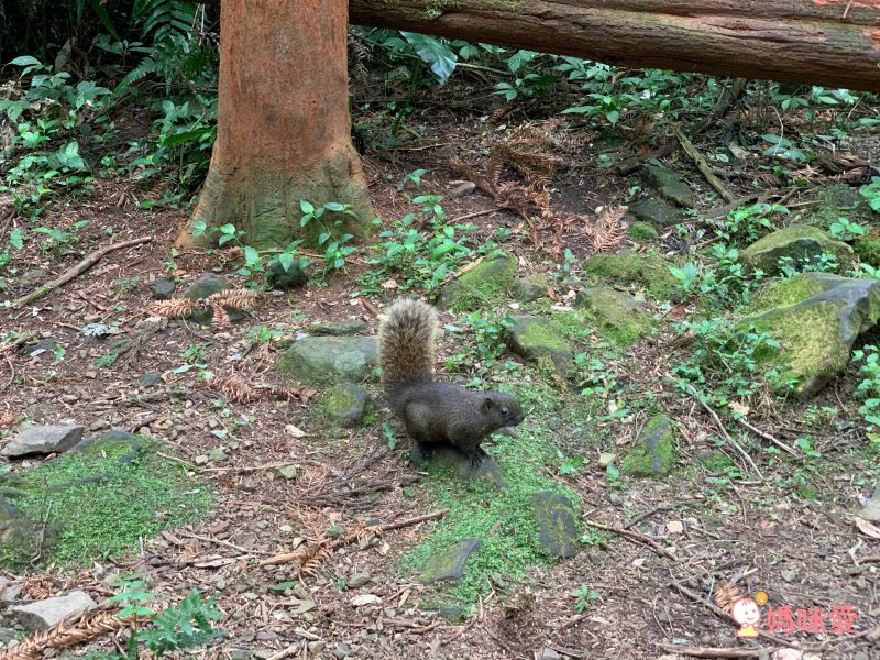 溪頭妖怪村主題飯店｜一年期履約住宿券