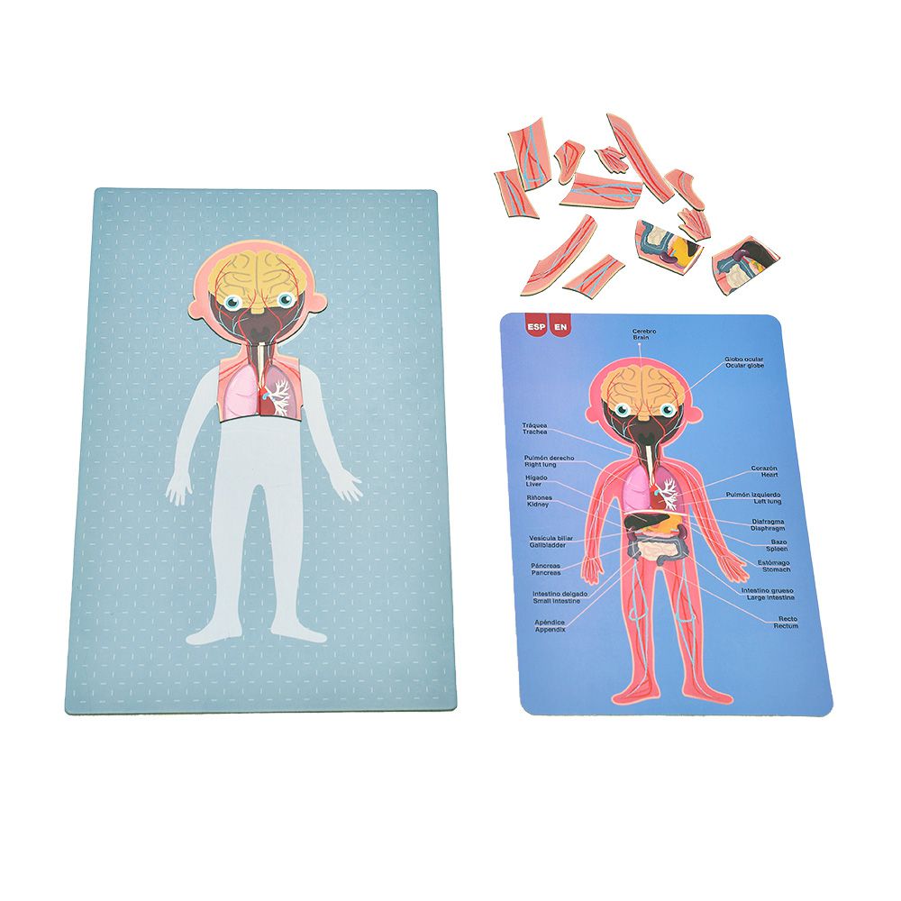 西班牙 APLI - 人體結構讀一讀