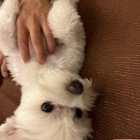 用戶頭像