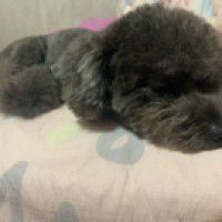 用戶頭像