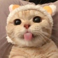 用戶頭像