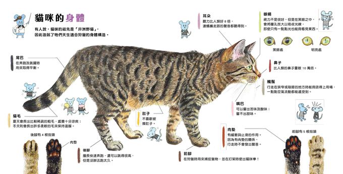 大人小孩都愛！——生活圖鑑繪本集