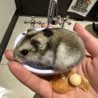 用戶頭像
