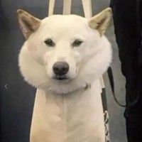 用戶頭像