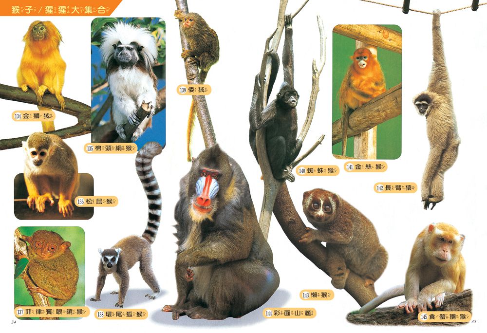 動物探索300：活力滿滿 超級觀察繪本  快樂兒童系列1-平裝
