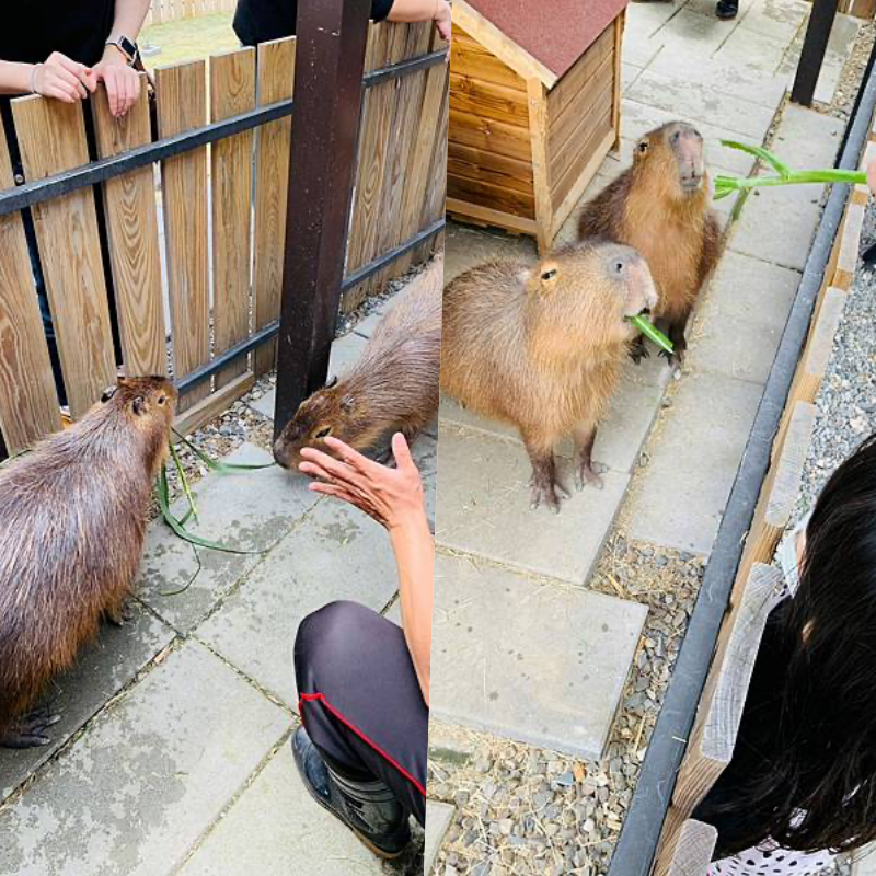 艾玹爾飯店集團 - 四館聯合通用-多愛溫泉會館/天使輕旅/艾玹爾溫泉商旅/天使星夢渡假村(需加價)-雙人平日住宿券含２客早餐-超值4張組-優惠活動使用無效期