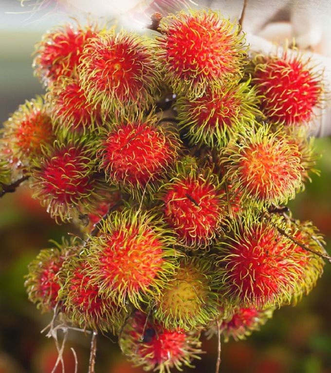 愛品鮮 - 泰國去殼紅毛丹鮮果肉4盒組(250g±5%/盒)