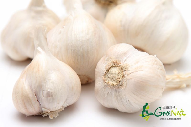 【鋐洲生技有機農場】有機蔬菜水果箱 / 有機芭樂