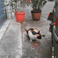 用戶頭像