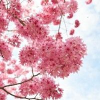 用戶頭像