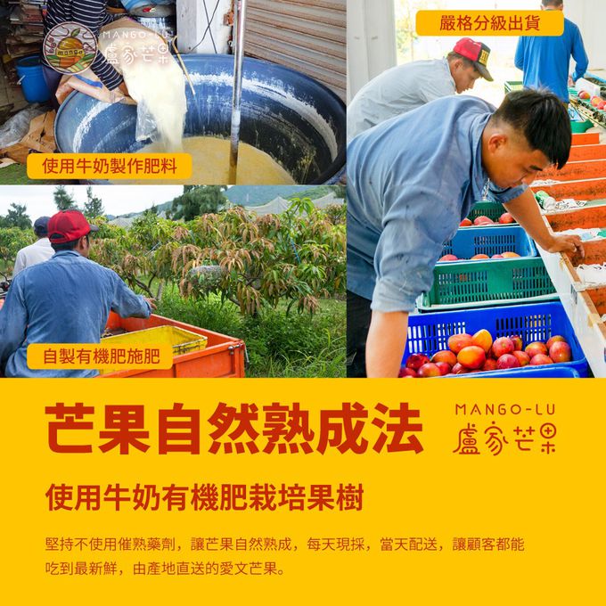 枋山盧家芒果 - 愛文芒果禮盒-本品牌-御用級2.5公斤(7粒裝)
