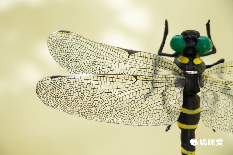 日本代購 - 超仿真蜻蜓君別針/吊飾-無霸勾蜓-黑x黃 (12x10.5cm)