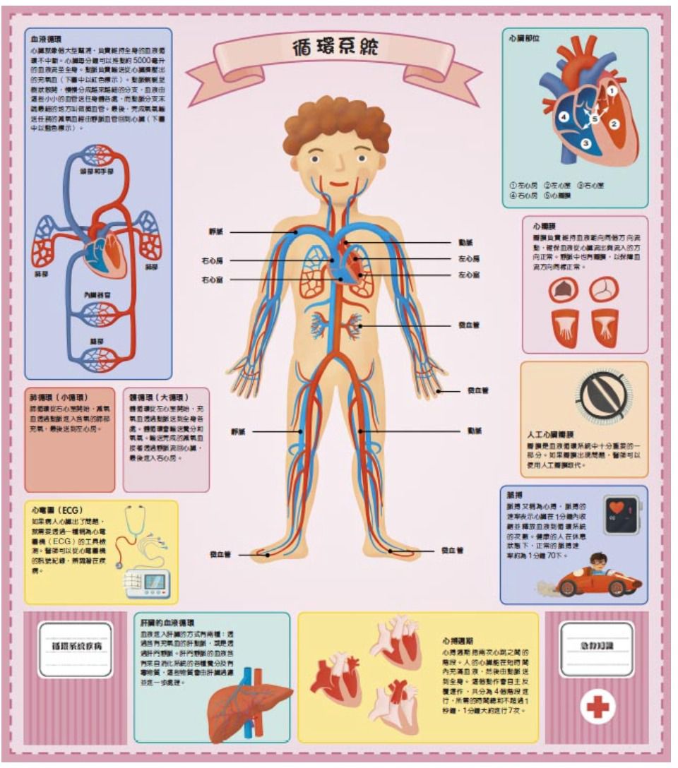 驚奇翻不完：人體知識書中書─圖解身體大百科｜媽咪愛