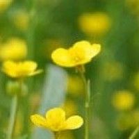 用戶頭像