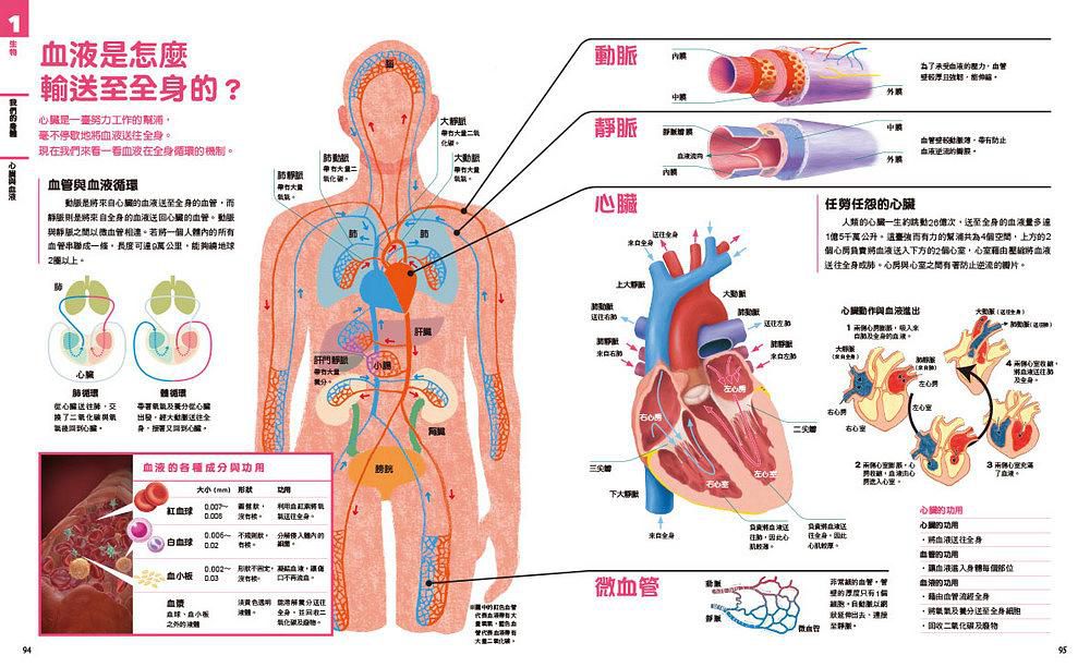 中小學生必讀科學常備用書（全套共四冊）: New全彩圖解觀念生物、地球科學、化學、物理-平裝