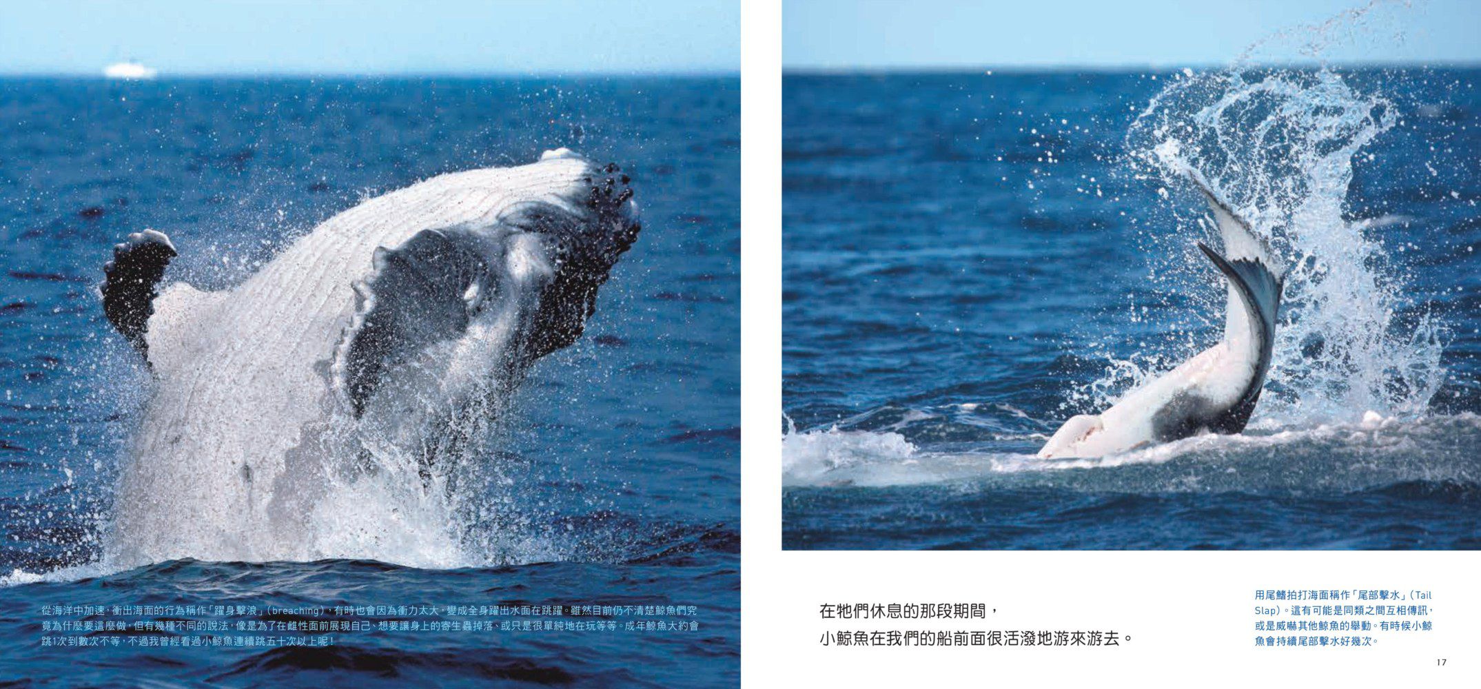 小鯨魚找媽媽：南太平洋東加王國的大翅鯨紀實繪本