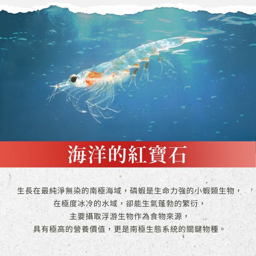 Sanct Bernhard 德國百年草本-磷蝦油500毫克膠囊 (90顆/瓶)