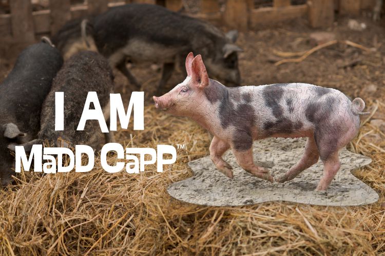 Madd Capp - I AM 動物拼圖-100,我是小豬