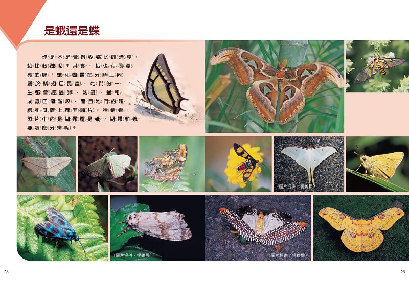 小牛頓科學教育有限公司 - 科學啟蒙組：故事中的科學四冊+小牛頓科學讚六冊(25~30)-平裝-全彩 (6-12歲)-全套十冊