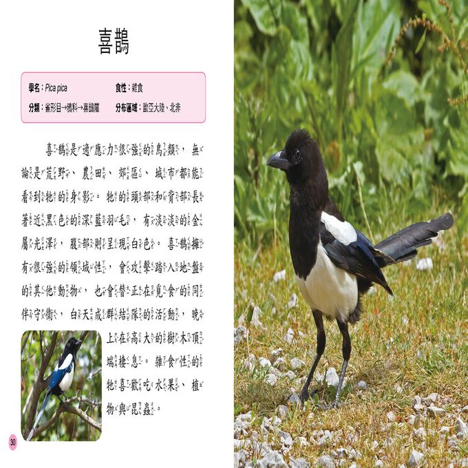 小百科圖鑑：鳥類小百科-精裝