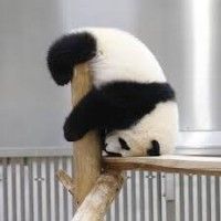 用戶頭像