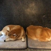 用戶頭像