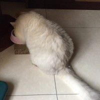 用戶頭像