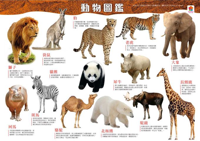 動物冒險記-內附17隻逼真動物模型+4個場景配件+動物圖鑑+動物遊戲場景