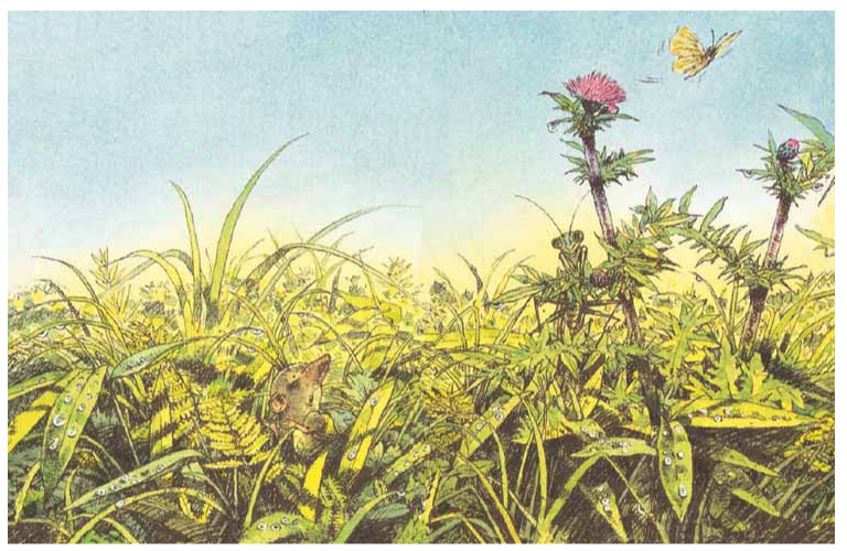 風的草原