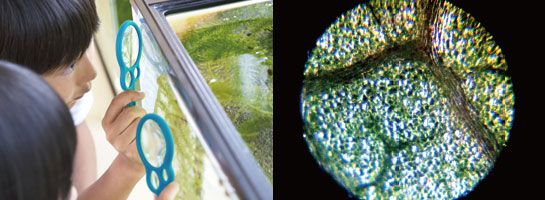 日本 Raymay - 攜帶式隨身顯微鏡-60-120倍率-綠