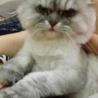 用戶頭像