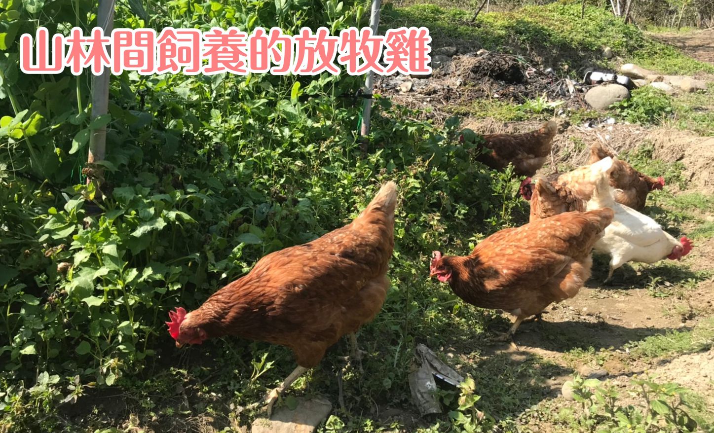 千層酥脆口感【唯渡烘焙】手工月亮蛋捲