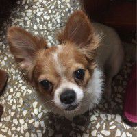 用戶頭像