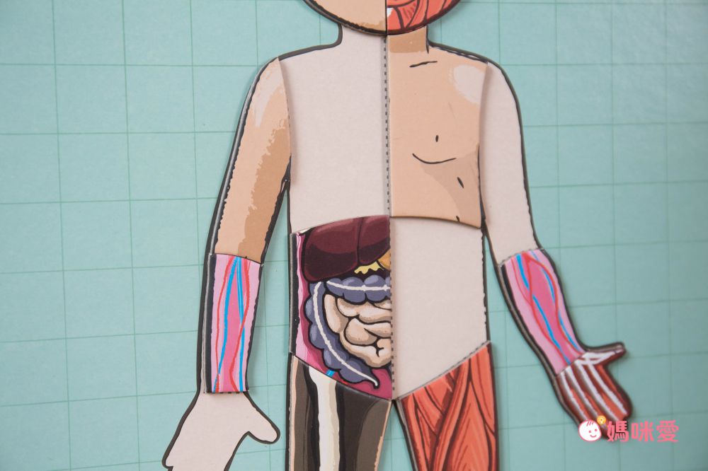 法國Janod - 【熱賣】磁鐵遊戲書-我的身體