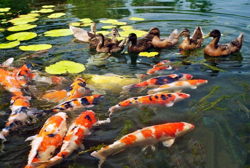 宜蘭水岸森林 - 『媽咪愛特談』平日綠光森林雙人房一泊一食住宿券-優惠效期一年