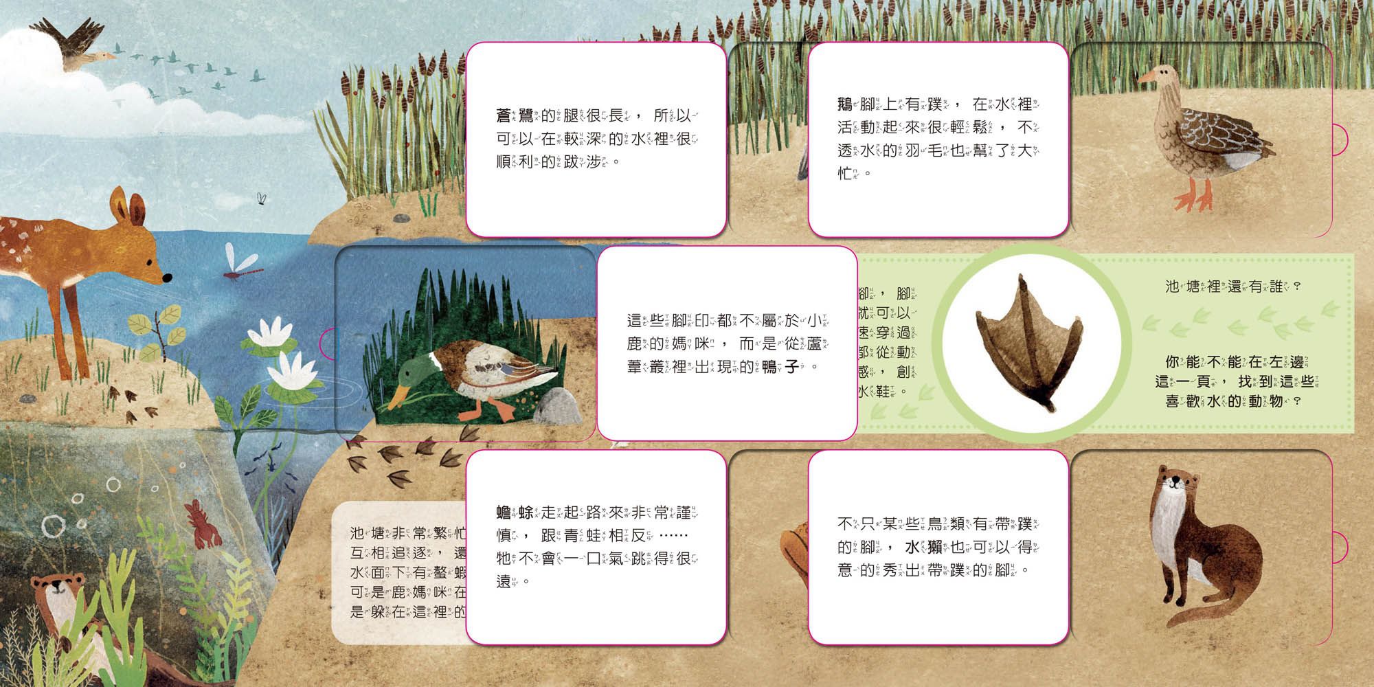 動物小知識翻翻書：這是誰的腳印？