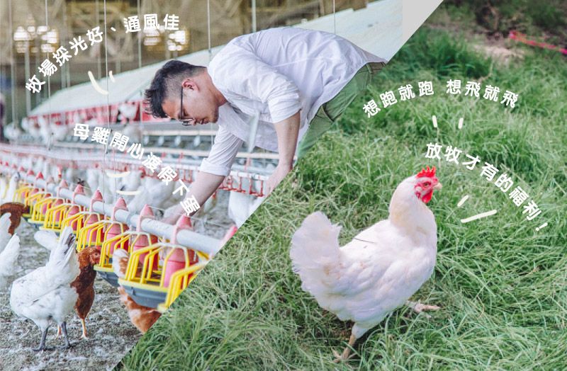 傻蛋-友善放牧蛋 - 紅羽土雞蛋-1箱/40顆